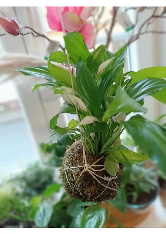 foto k akci: Workshop -KOKEDAMA-